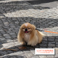 La Marche des animaux à Paris : défilé gratuit, ouvert aux chiens, chats ... sur les Champs-Élysées - IMG 5381