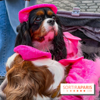 La Marche des animaux à Paris : défilé gratuit, ouvert aux chiens, chats ... sur les Champs-Élysées - IMG 5608