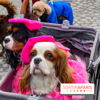 La Marche des animaux à Paris : défilé gratuit, ouvert aux chiens, chats ... sur les Champs-Élysées - IMG 5610