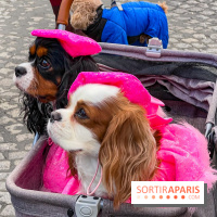 La Marche des animaux à Paris : défilé gratuit, ouvert aux chiens, chats ... sur les Champs-Élysées - IMG 5611