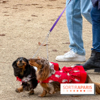 Paris Sausage Walk, la Marche des Teckels 2025