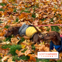 Paris Sausage Walk, la Marche des Teckels 2025