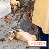 Paris Sausage Walk, la Marche des Teckels 2025