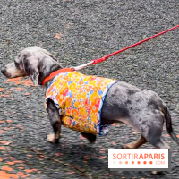 Paris Sausage Walk, la Marche des Teckels 2025