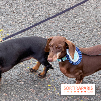 Paris Sausage Walk, la Marche des Teckels 2025