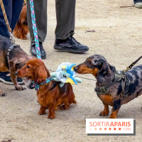 Paris Sausage Walk, la Marche des Teckels 2025