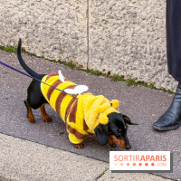 Paris Sausage Walk, la Marche des Teckels 2025 - IMG 1652