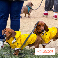 Paris Sausage Walk, la Marche des Teckels 2025 - IMG 1794