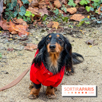 Paris Sausage Walk, la Marche des Teckels 2025