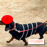Paris Sausage Walk, la Marche des Teckels 2025