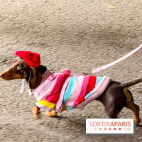 Paris Sausage Walk, la Marche des Teckels 2025