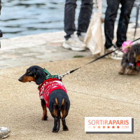 Paris Sausage Walk, la Marche des Teckels 2025