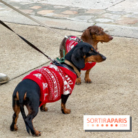 Paris Sausage Walk, la Marche des Teckels 2025