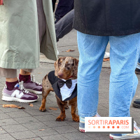 Paris Sausage Walk, la Marche des Teckels 2025