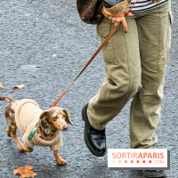 Paris Sausage Walk, la Marche des Teckels 2025