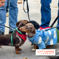 Paris Sausage Walk, la Marche des Teckels 2025