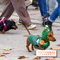 Paris Sausage Walk, la Marche des Teckels 2025
