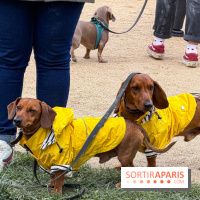 Paris Sausage Walk, la Marche des Teckels 2025