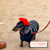Paris Sausage Walk, la Marche des Teckels 2025