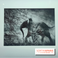 Sebastião Salgado au cœur d'une exposition de photos gratuite à l'Hôtel de Ville de Paris