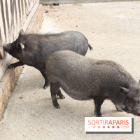 La Bretagne au Jardin d'Acclimatation