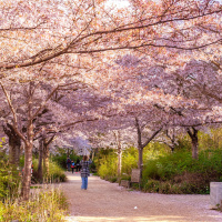 Les cerisiers en fleurs au Parc de Billancourt à Boulogne-Billancourt, Hanami aux portes de Paris - A7C08655