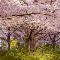 Les cerisiers en fleurs au Parc de Billancourt à Boulogne-Billancourt, Hanami aux portes de Paris - A7C08662