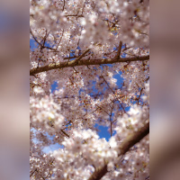 Les cerisiers en fleurs au Parc de Billancourt à Boulogne-Billancourt, Hanami aux portes de Paris - A7C08665