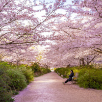 Les cerisiers en fleurs au Parc de Billancourt à Boulogne-Billancourt, Hanami aux portes de Paris - A7C08674