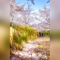 Les cerisiers en fleurs au Parc de Billancourt à Boulogne-Billancourt, Hanami aux portes de Paris - A7C08677