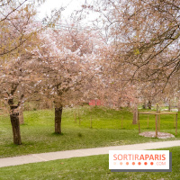 Les cerisiers du parc Martin Luther King - Clichy - Batignoles
