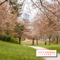 Les cerisiers du parc Martin Luther King - Clichy - Batignoles