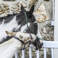 La Fête du Cheval, une journée familiale à l’Hippodrome d’Enghien-Soisy - BV 20250913143413BV1 8445
