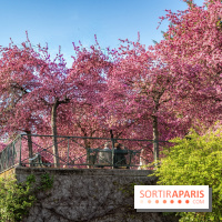 Les pommiers et cerisiers en fleurs du Jardin de Reuilly, Parc de Reuilly à Paris 12e - photos