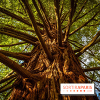 Le jardin botanique de Launay et arboretum de l'Université Paris Saclay à Orsay - les photos - A7C09589