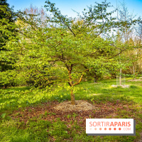 Le jardin botanique de Launay et arboretum de l'Université Paris Saclay à Orsay - les photos - A7C09601