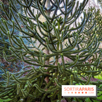 Le jardin botanique de Launay et arboretum de l'Université Paris Saclay à Orsay - les photos - A7C09603