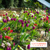 Le Parc de Bagatelle au printemps, cerisier, tulipes et jonquilles - photos - A7C00660
