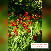 Le Parc de Bagatelle au printemps, cerisier, tulipes et jonquilles - photos - A7C00783