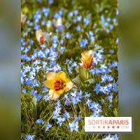 Le Parc de Bagatelle au printemps, cerisier, tulipes et jonquilles - photos - A7C00786