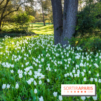 Le Parc de Bagatelle au printemps, cerisier, tulipes et jonquilles - photos - A7C00790