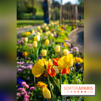 Le Parc de Bagatelle au printemps, cerisier, tulipes et jonquilles - photos - A7C00840