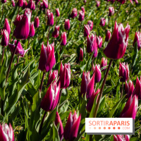 Les tulipes du Château de Dampierre, son jardin anglais et le jardin Le Nôtre