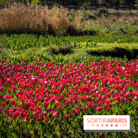 Les tulipes du Château de Dampierre, son jardin anglais et le jardin Le Nôtre