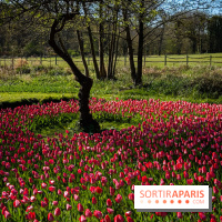 Les tulipes du Château de Dampierre, son jardin anglais et le jardin Le Nôtre