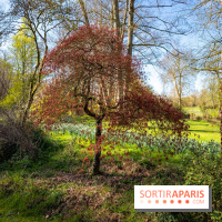 Les tulipes du Château de Dampierre, son jardin anglais et le jardin Le Nôtre
