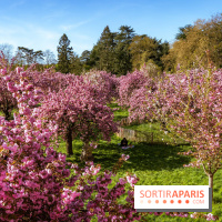 Hanami au Parc de Sceaux 2026, les cerisiers en fleurs et ses  animations - A7C01673