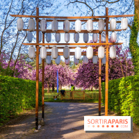 Hanami au Parc de Sceaux 2026, les cerisiers en fleurs et ses  animations