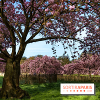 Hanami au Parc de Sceaux 2026, les cerisiers en fleurs et ses  animations