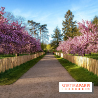 Hanami au Parc de Sceaux 2026, les cerisiers en fleurs et ses  animations - A7C01378